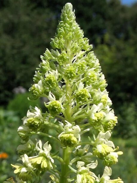 Резеда фото цветов Reseda lutea - Image of an specimen - Plantarium