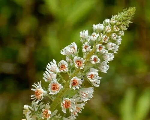 Резеда фото цветов Купить семена, растение - Резеда душистая (Reseda odorata) Травушка-муравушка