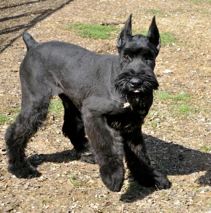 Резенштраусен собака фото Magna Giant Schnauzers Giant schnauzer, Schnauzer, Schnauzer dogs