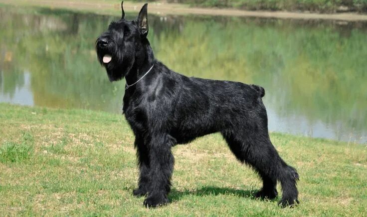 Резенштраусен собака фото Giant Schnauzer