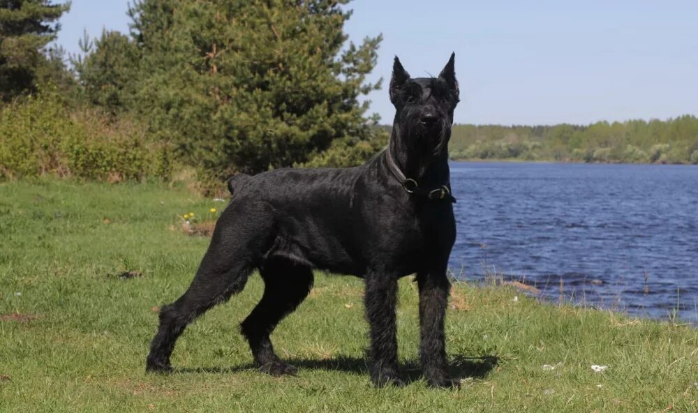 Резенштраусен собака фото Accouplement Schnauzer géant en ville de Vladivostok (Fédération de Russie) ➤ Pr