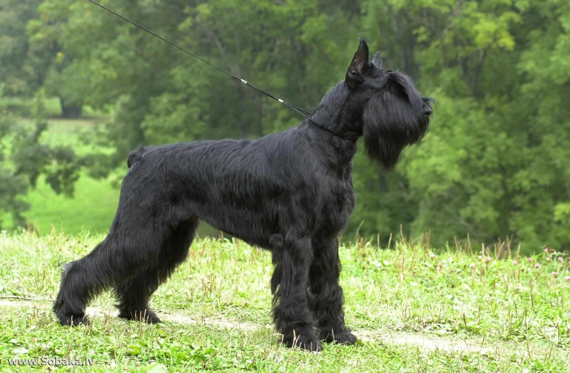 Резенштраусен собака фото Пин на доске Х Riesenschnauzer (Giant Schnauzer)