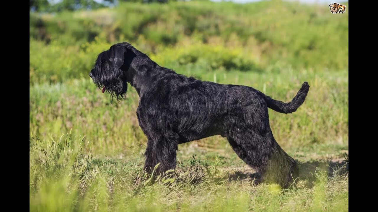 Резенштраусен собака фото Schnauzer Gigante / Raza de Perro - YouTube