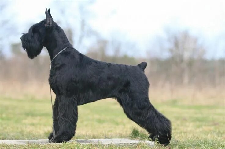 Резенштраусен собака фото Pin by Avrtatiana on Dogs ❤ Giant schnauzer, German dog breeds, Best guard dogs