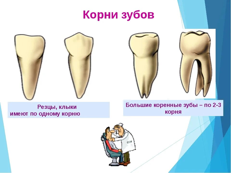 Резец зуб нижний как выглядит Резец человека