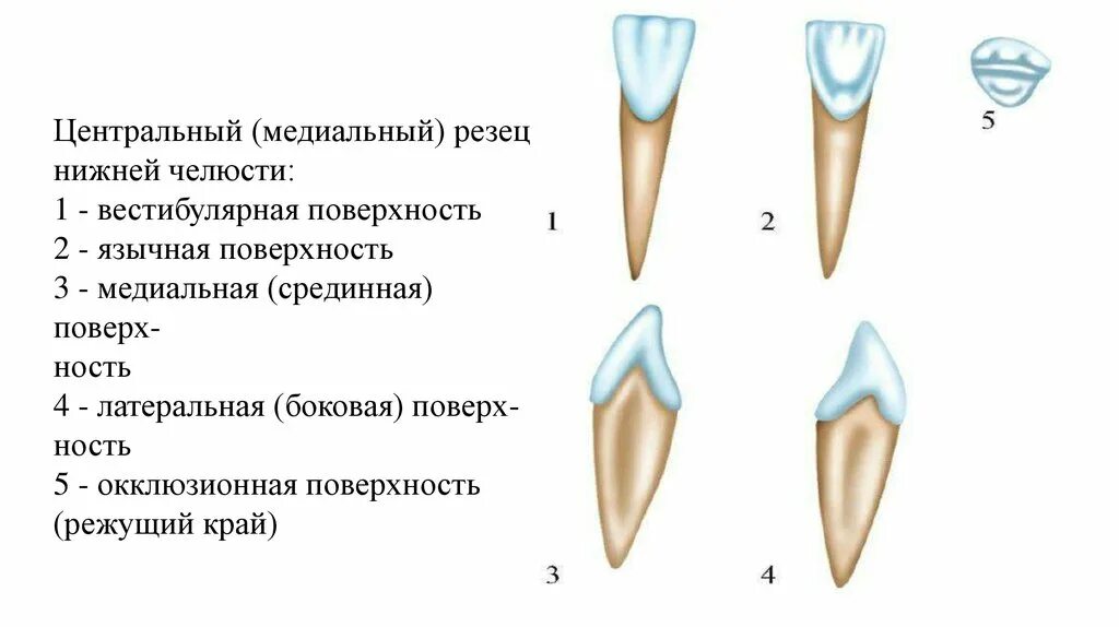 Резец зуб нижний как выглядит Стороны зуба