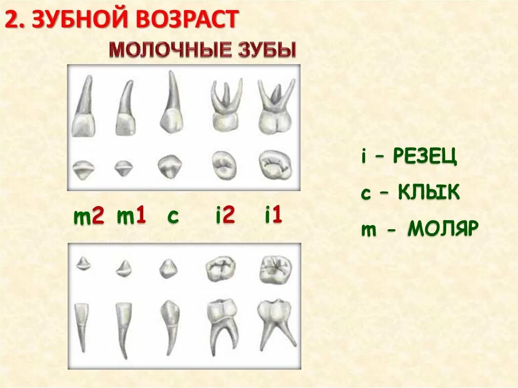 Резец зуб нижний как выглядит Резец второй зуб