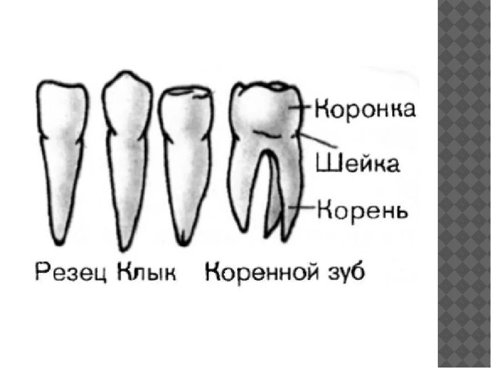 Резец зуб нижний как выглядит Сколько резцов