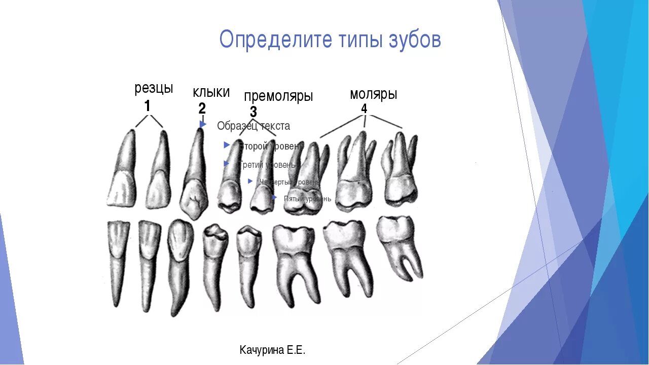 Резец зуб нижний как выглядит 2 резца 1 клык