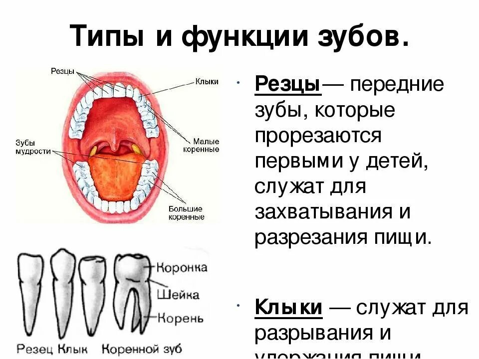 Резец зуб нижний как выглядит Зачем нам нужны передние зубы, если, как правило, мы жуем пищу боковыми зубами?"