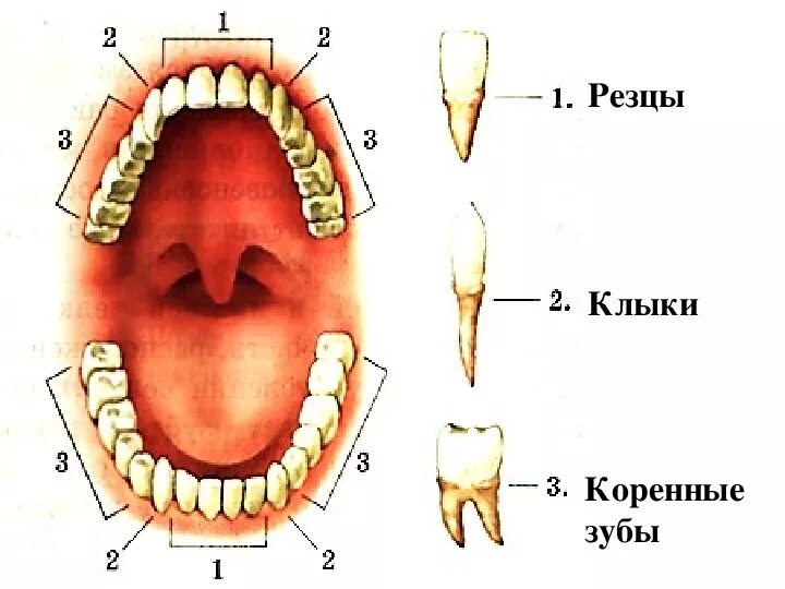 Резец зуб нижний как выглядит Презентация по биологии на тему "Пищеварение в ротовой полости"