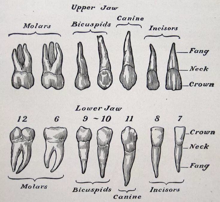 Резец зуб нижний как выглядит teeth, vintage anatomical illustration, from The Human Body & Health, 1910 (via 