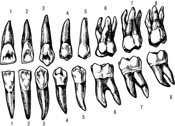Резец зуб нижний как выглядит Картинки ЗУБЫ 5 РЕЗЦОВ