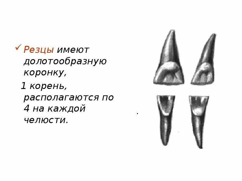 Резец зуб нижний как выглядит общие сведения о жкт, пол рта - презентация, доклад, проект скачать