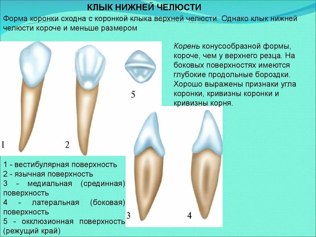 Резец зуб нижний как выглядит Поверхности зуба в стоматологии схема