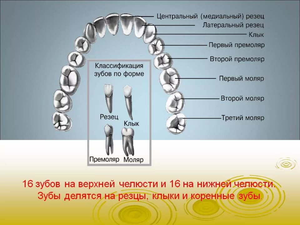 Резец зуб верхний фото Влад Бахов. Еще ничего не закончилось - Страница 21 - Наше дело - Криминалист. К