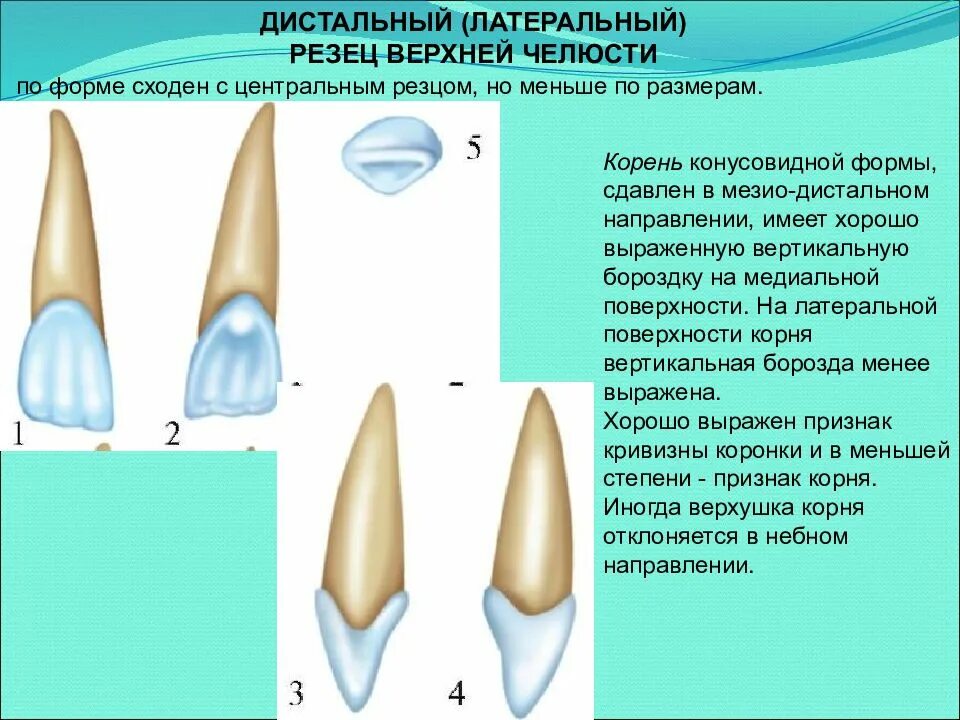 Резец зуб верхний фото Резцов верхней челюсти