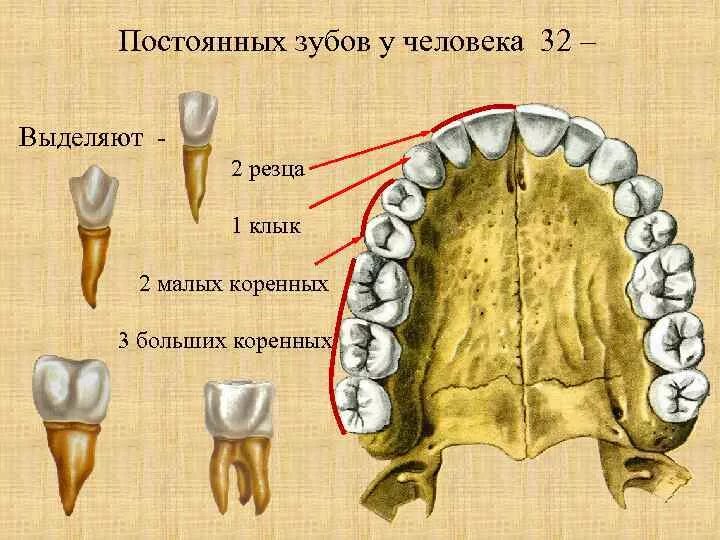 Резец зуб верхний фото КТ зубов - Виды КТ