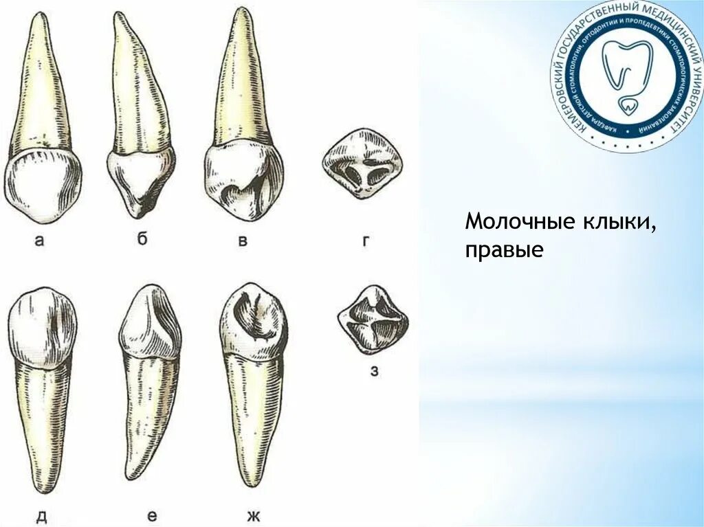 Резец зуб верхний фото Резец второй зуб