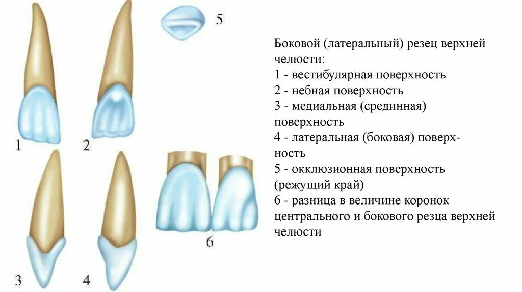 Резец зуб верхний фото Резцы верхней челюсти поверхности