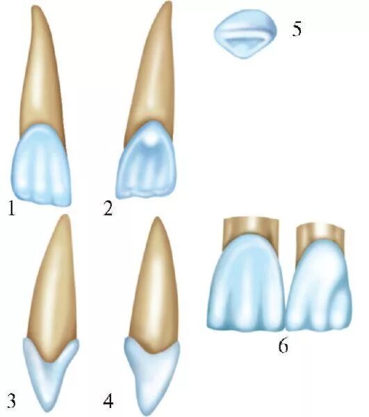 Резец зуб верхний фото 4.1. Анатомическое строение зубов
