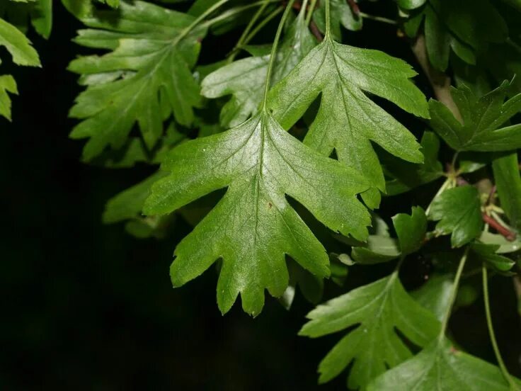 Резные листья фото Eénstijlige meidoorn blad - Planten