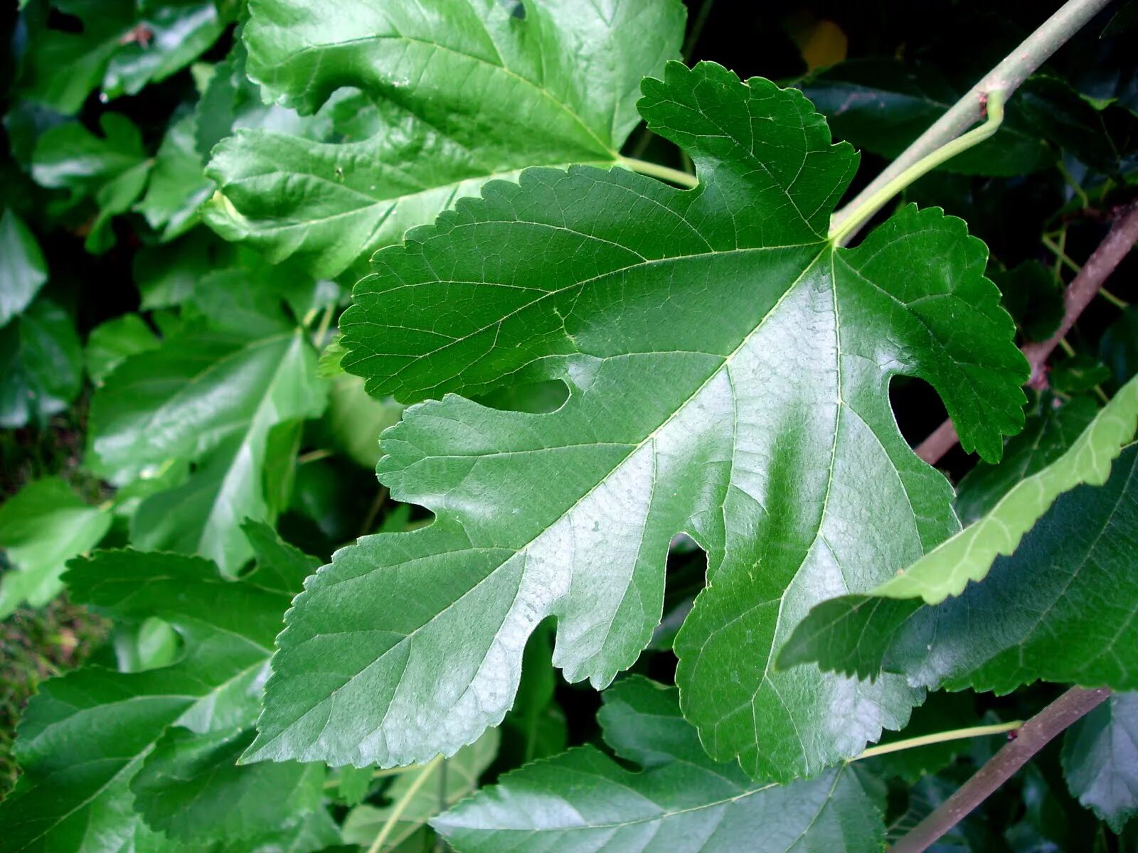 Резные листья фото Dyeing With Mulberry Leaves Shop www.favignana.com