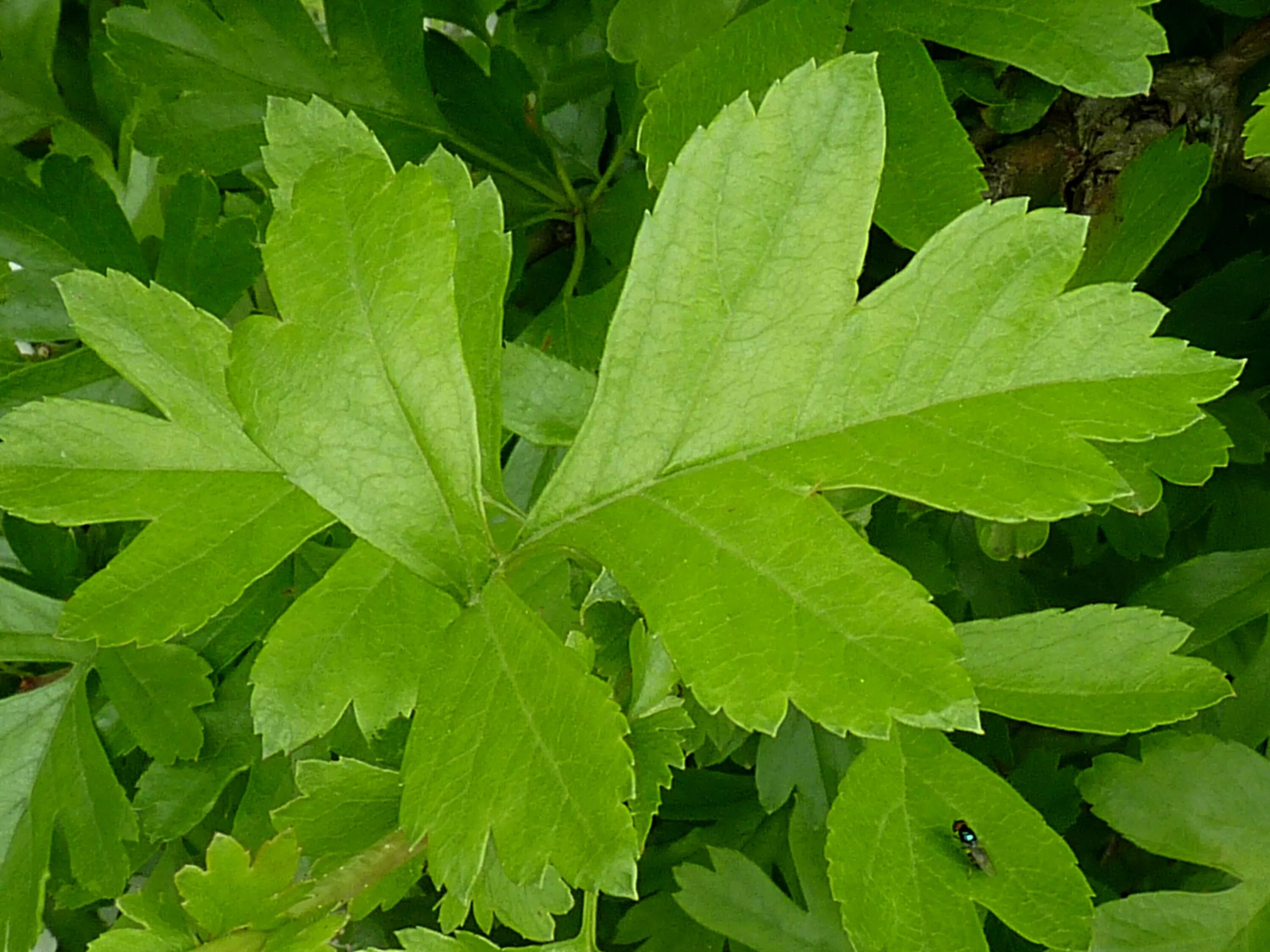 Резные листья фото File:Crataegus monogyna leaf J2.JPG - Wikimedia Commons