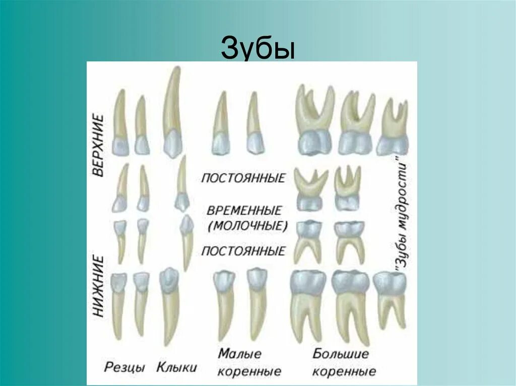 Резцы фото зубы где Постоянные зубы резцы