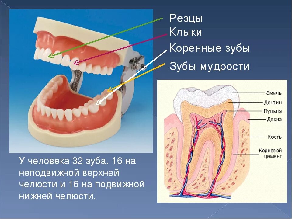 Резцы фото зубы где Зубы мудрости где расположены и какие