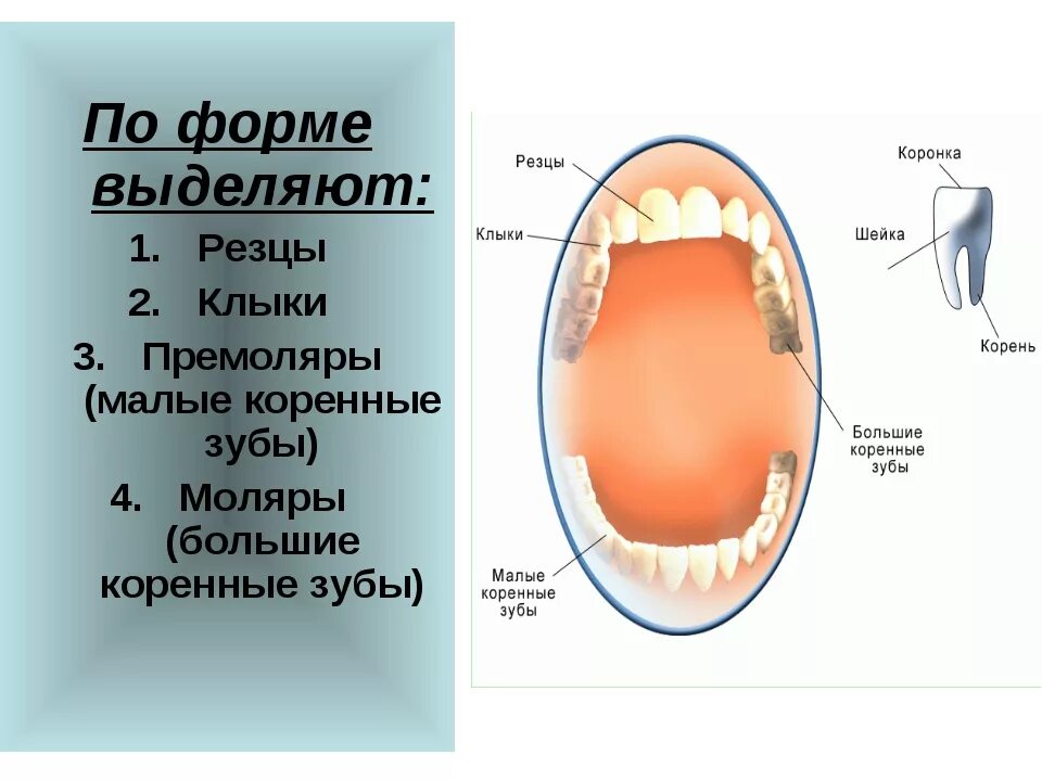 Резцы фото зубы где Сколько резцов клыков у человека