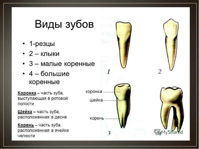 Резцы фото зубы где Резец второй зуб