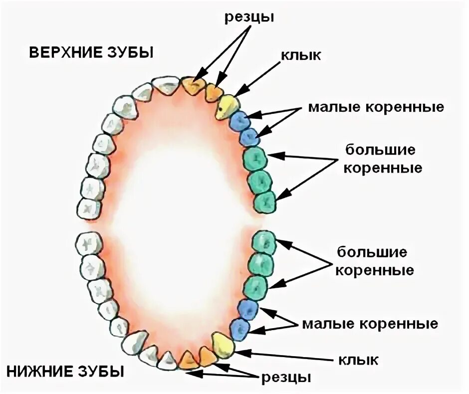 Резцы фото зубы где Протезирование жевательных зубов Стоматология Dентал Мир