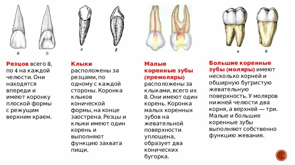 Резцы передние на верхней челюсти высокие фото Схема зубов с корнями