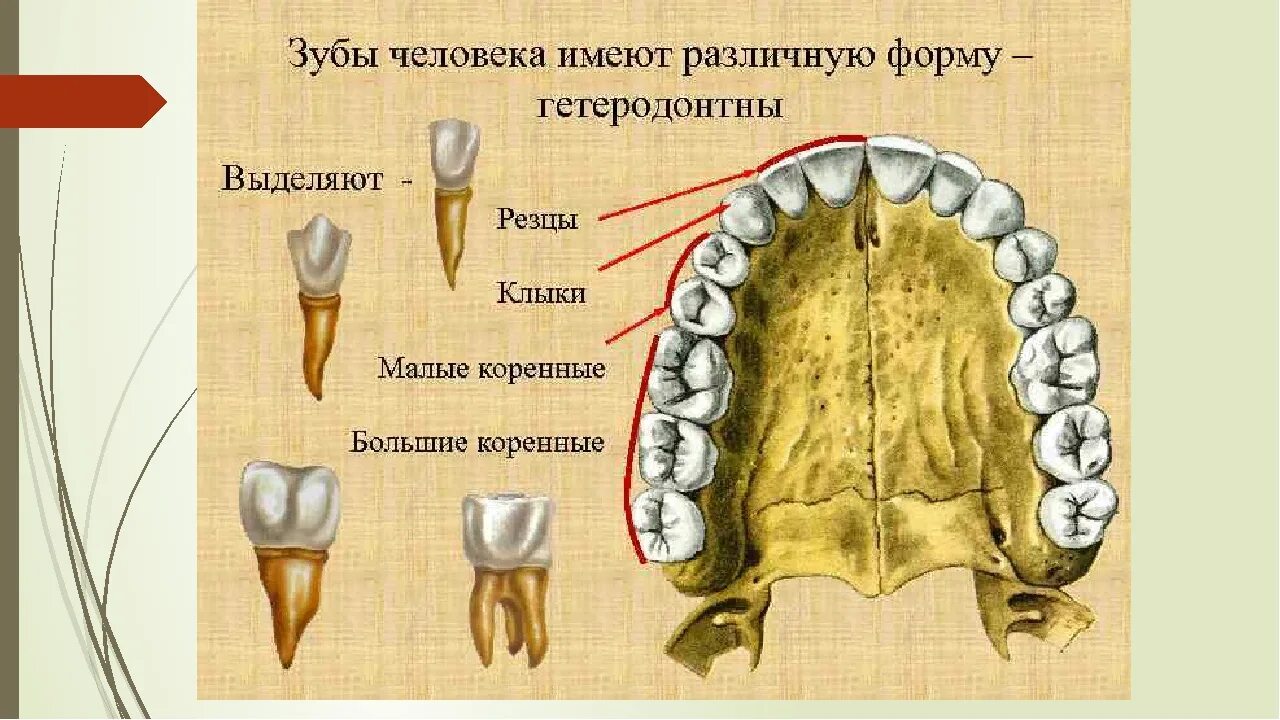 Резцы передние на верхней челюсти высокие фото Большие резцы