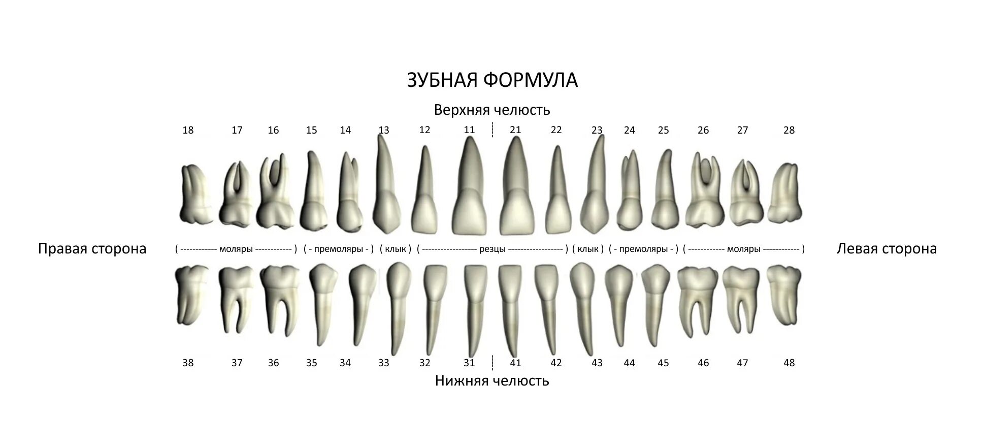 Резцы передние на верхней челюсти высокие фото Структура зубных рядов - Стоматология "Доктор НеболитЪ"