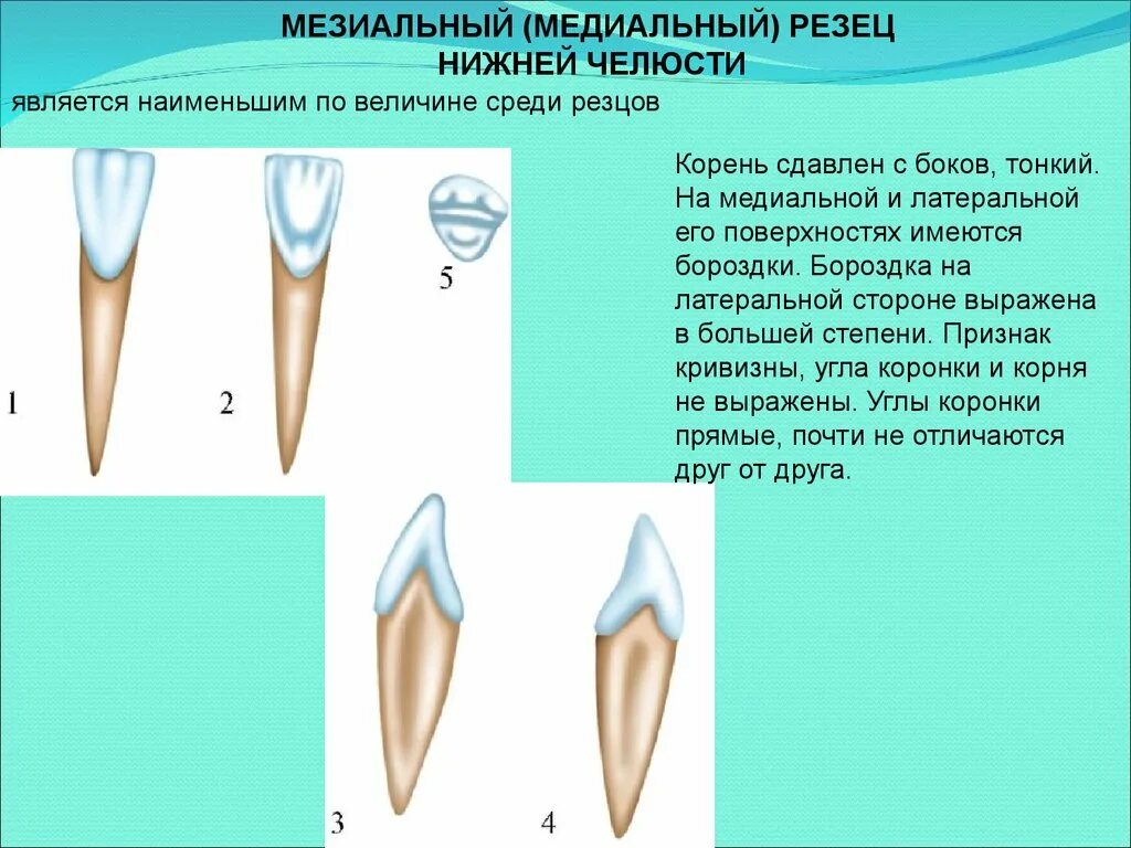 Резцы передние на верхней челюсти высокие фото Картинки ХОРОШО РАЗВИТЫЕ РЕЗЦЫ ИМЕЮТ