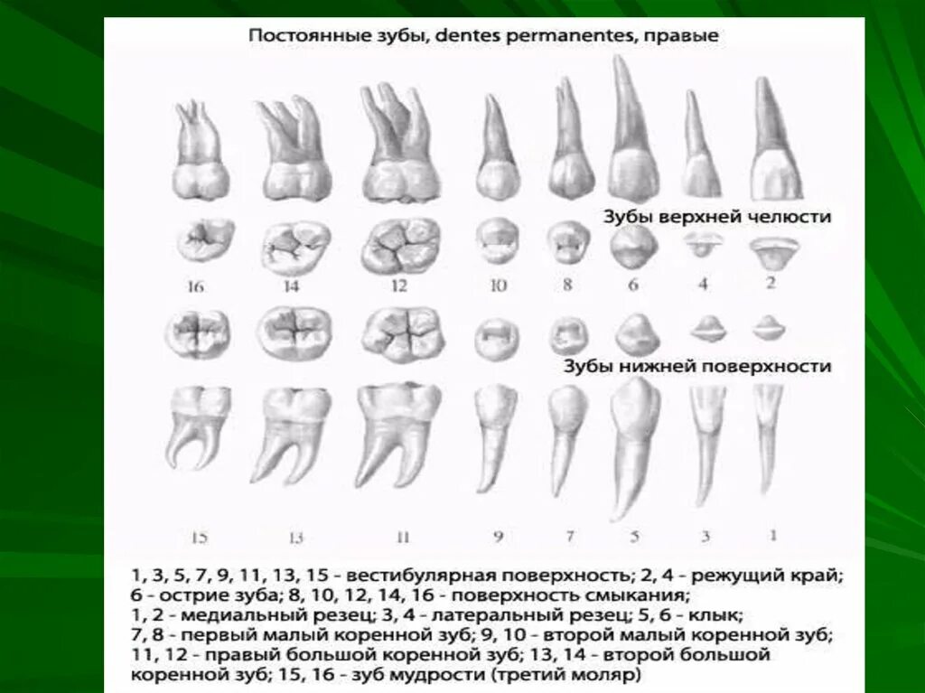 Резцы передние на верхней челюсти высокие фото Нижние резцы поверхности: найдено 84 изображений