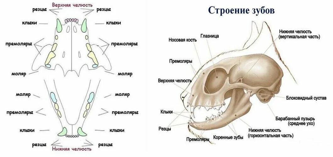 Резцы у котят фото Смена зубов у котёнка: что нужно знать хозяину? Сэнди - журнал про кошек Дзен