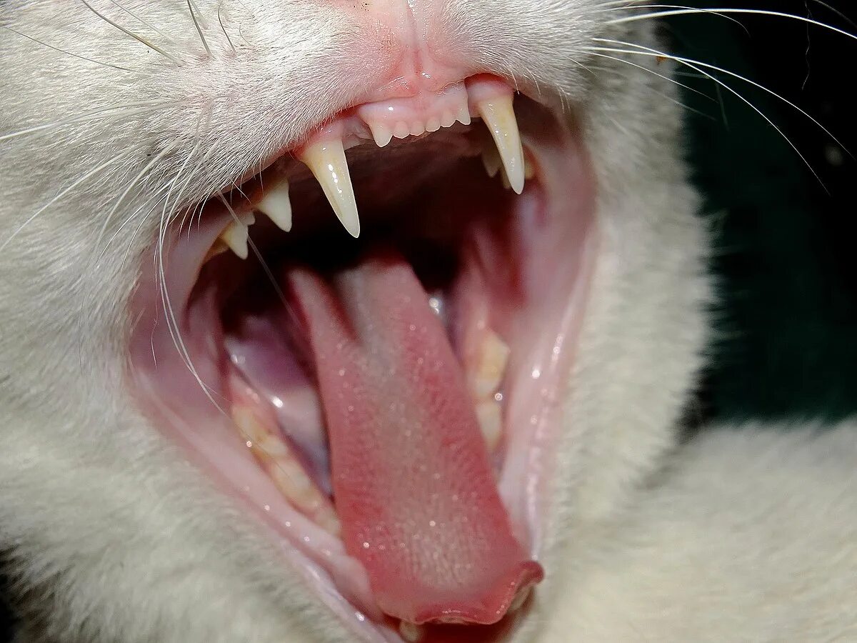 Резцы у котят фото File:Cat teeth.jpg - Wikimedia Commons