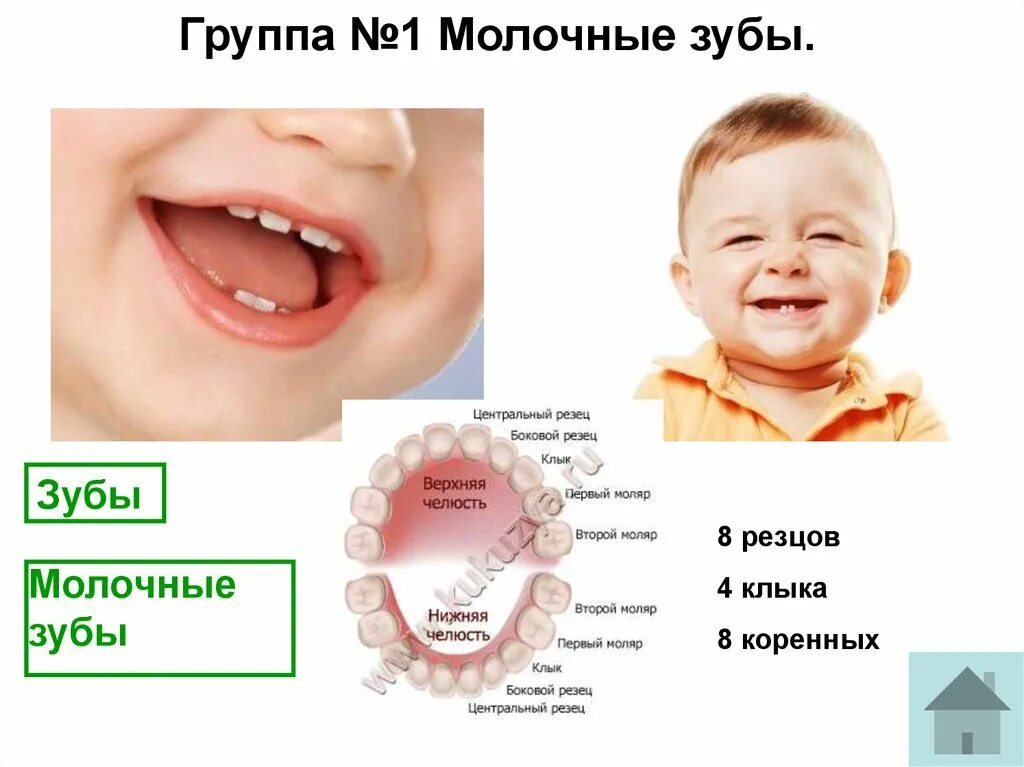 Резцы зубов у детей фото Центральные молочные резцы: найдено 77 изображений