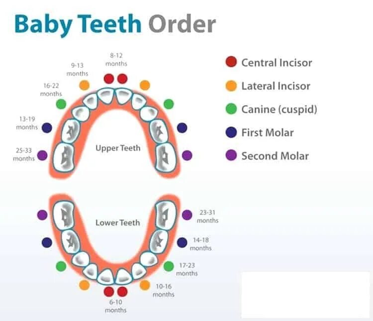 Резцы зубов у детей фото a-graphic-displaying-baby-teeth-order-of-eruption-kitten-teething-age-chart - Ne