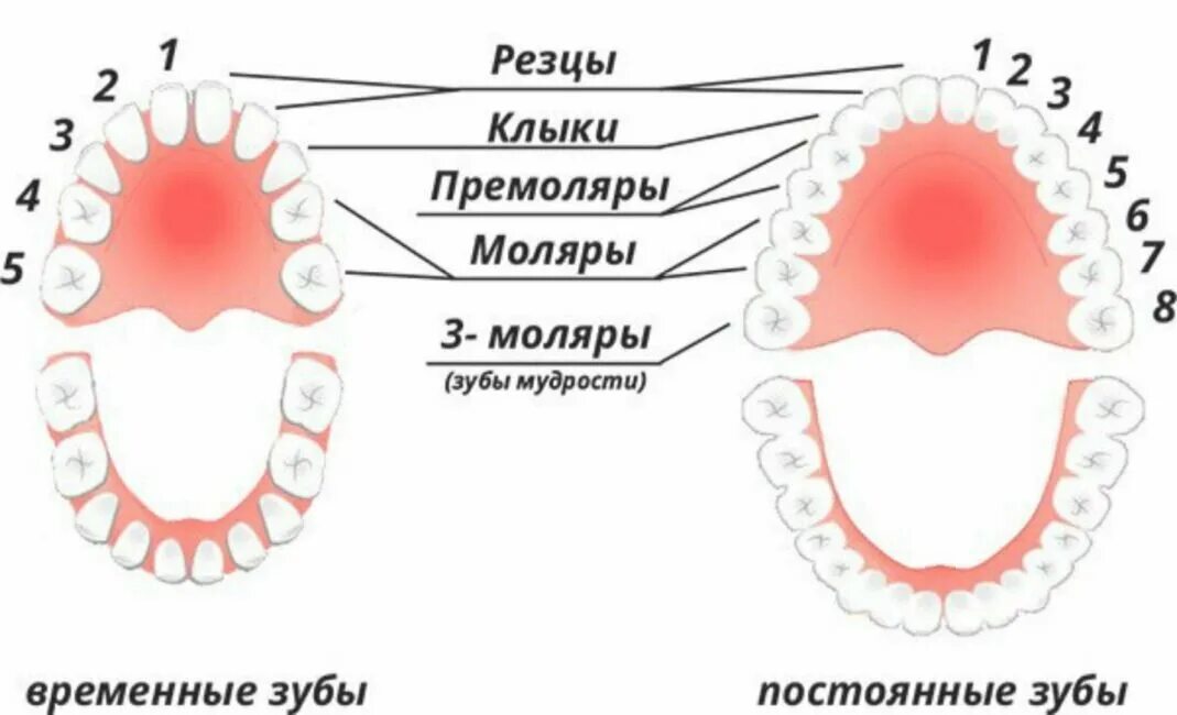 Резцы зубов у детей фото Что сделать, если у подростка в 15-16 лет моляры трескаются, и сколько раз они р