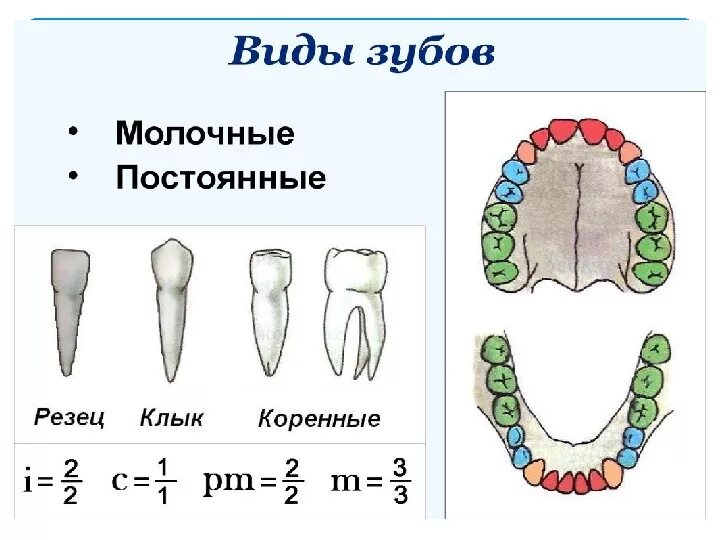 Резцы зубов у детей фото Презентация по биологии на тему "Пищеварение в ротовой полости"