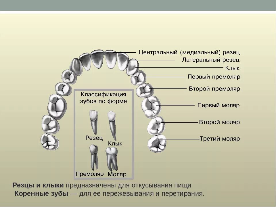 Резцы зубов у детей фото Большие резцы