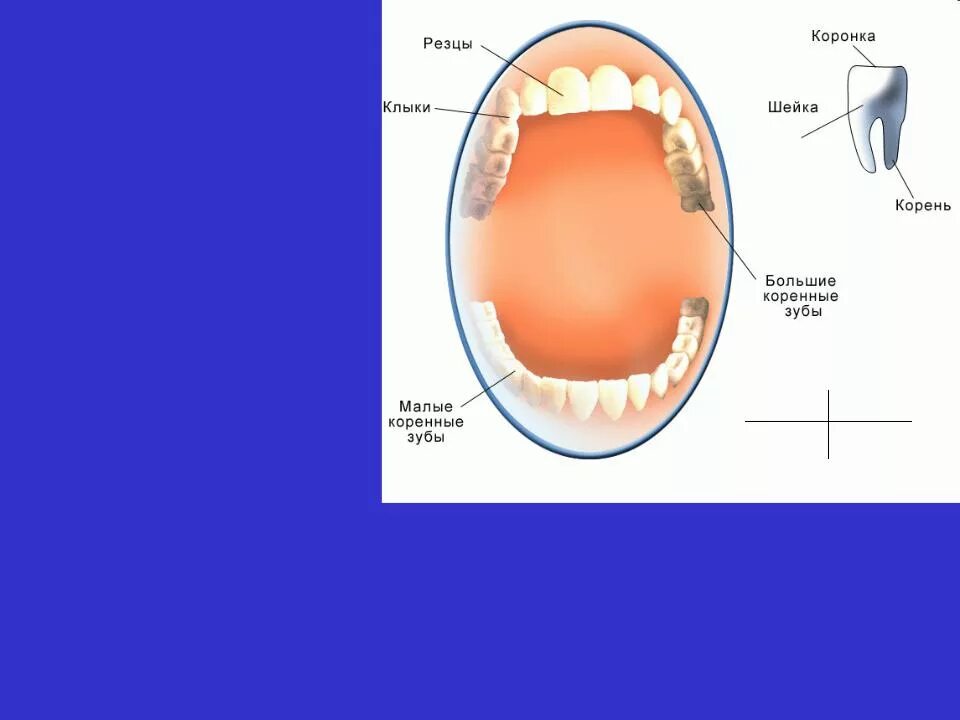 Резцы зубы фото Презентация на тему: Пищеварительная система