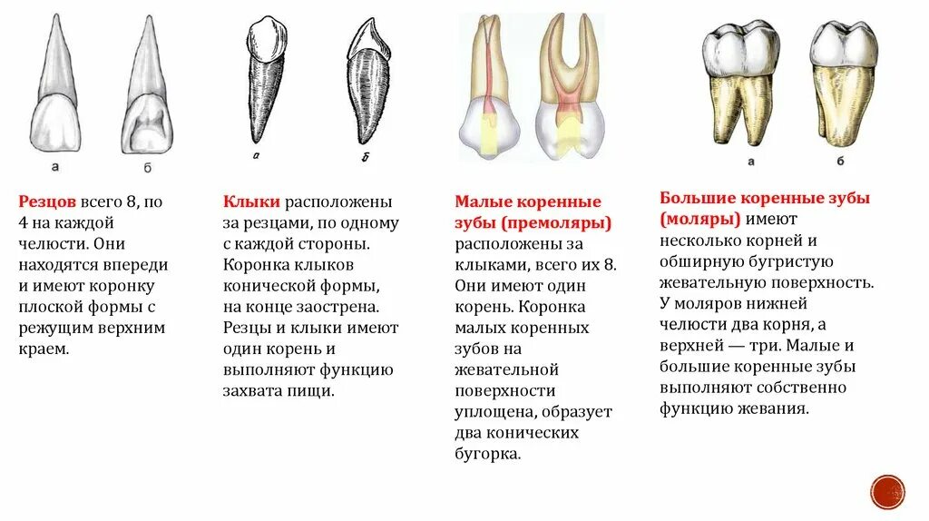 Резцы зубы фото Коренные резцы