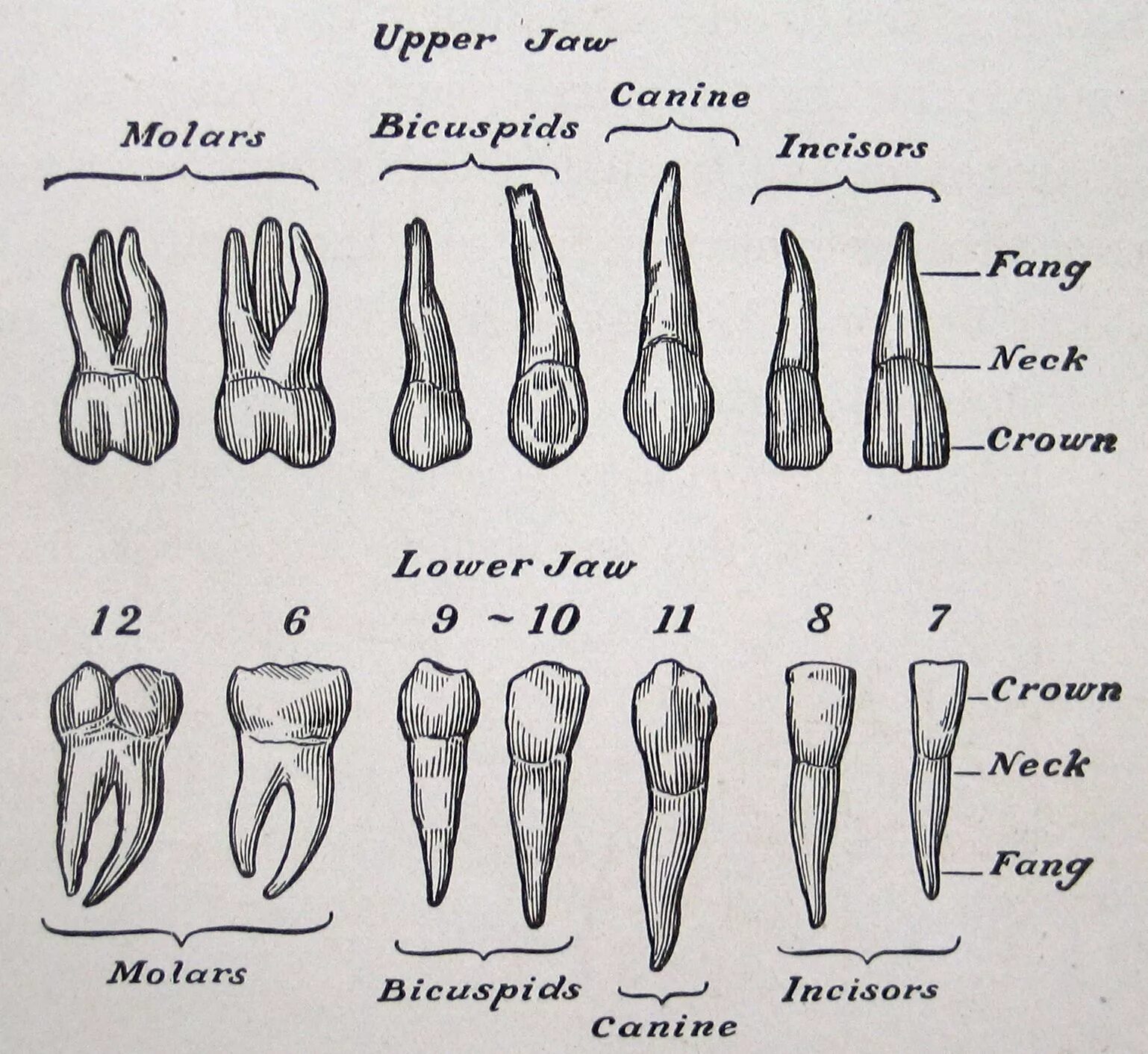 Резцы зубы фото teeth, vintage anatomical illustration, from The Human Body & Health, 1910 (via 