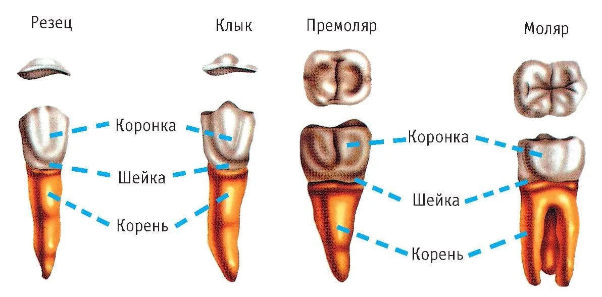 Резцы зубы фото Зубы человека - анатомия, строение и виды зубов