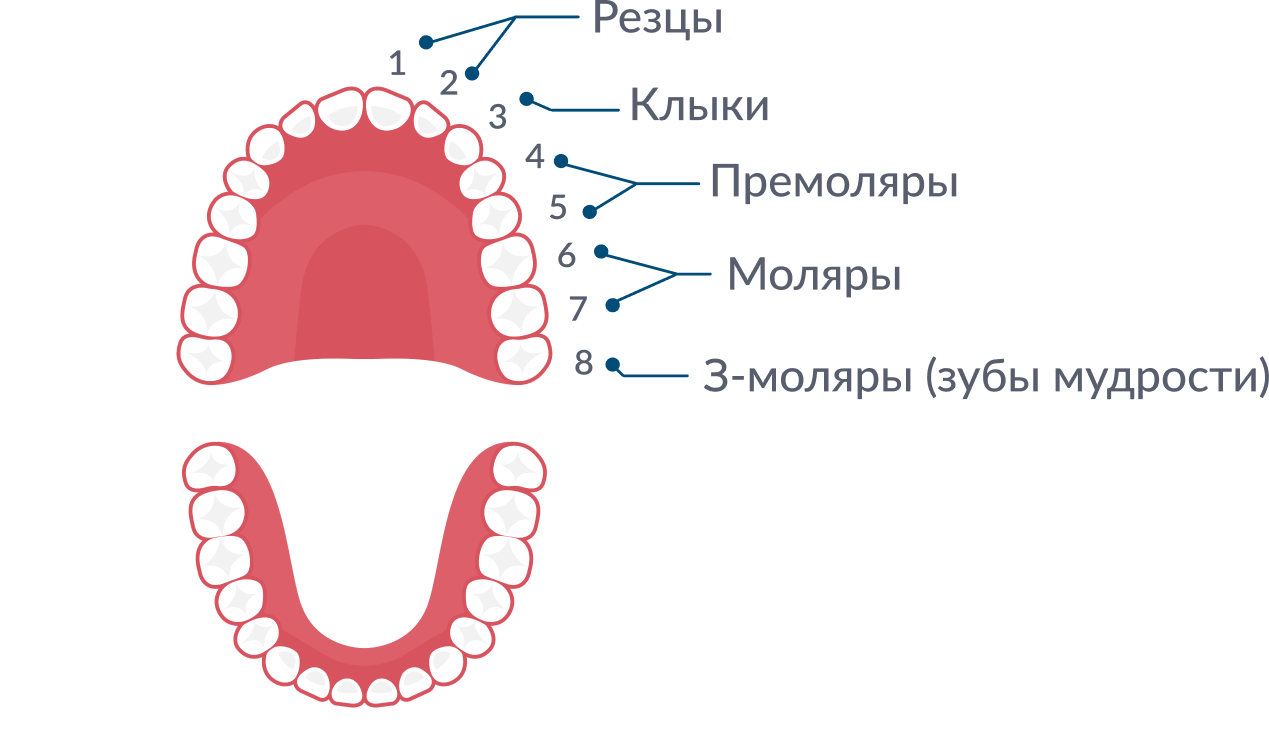 Резцы зубы фото СТАНДАРТ - Лечение и имплантация зубов